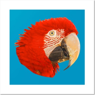 Macaw Posters and Art